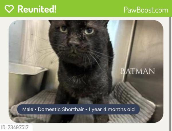 Reunited Male Cat last seen Near Tulsa Way, Fort Worth, TX 76107, USA, Fort Worth, TX 76107
