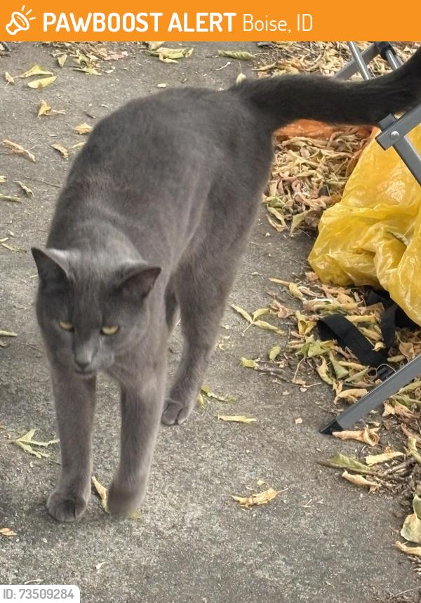 Found/Stray Unknown Cat last seen 9th and Pueblo St, Boise, ID 83702