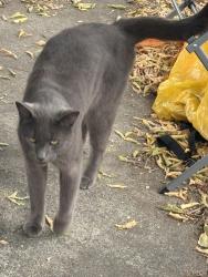 Found/Stray Unknown Cat last seen 9th and Pueblo St, Boise, ID 83702