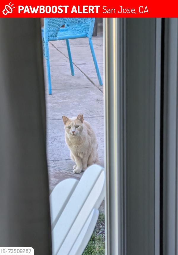 Lost Male Cat last seen The Alameda, San Jose, CA 95126