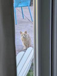 Lost Male Cat last seen The Alameda, San Jose, CA 95126