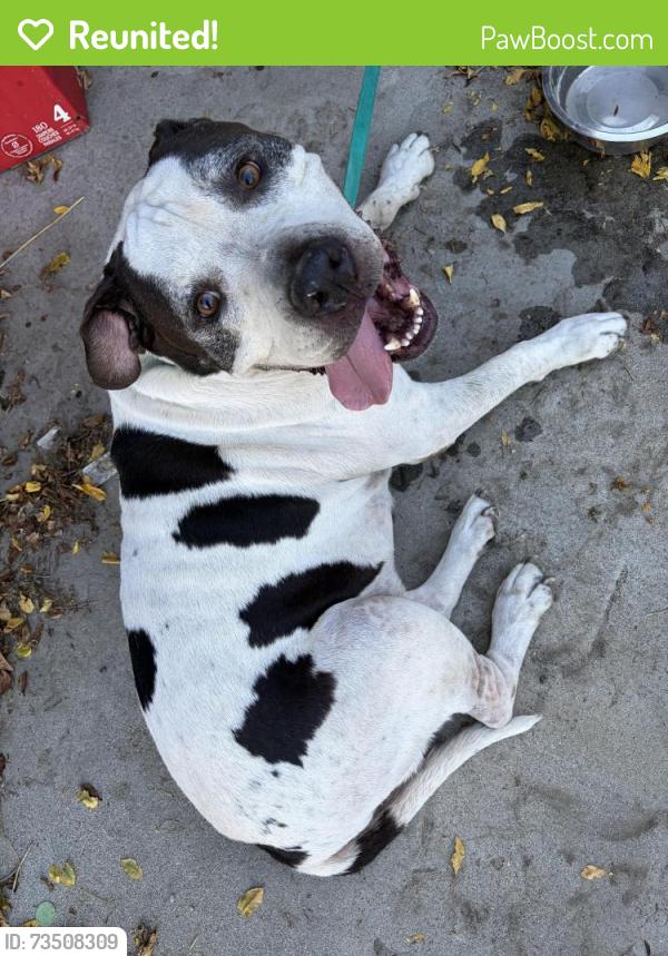Reunited Male Dog last seen Walnut street and Orchard Street, Wildomar, CA 92595