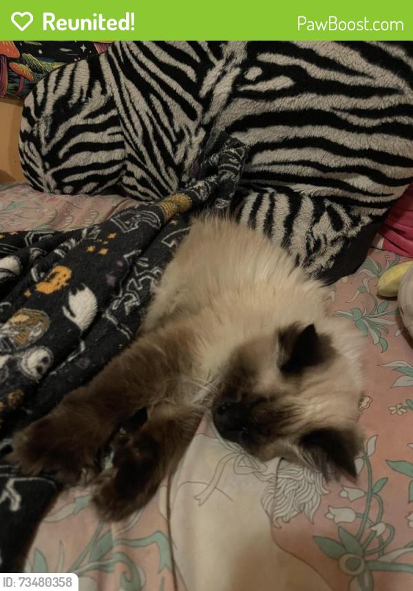 Reunited Female Cat last seen 53rd and hamlin, Chicago, IL 60632