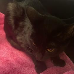 Shelter Stray Female Cat last seen , 2608 Center St, Tacoma, WA 98409, USA