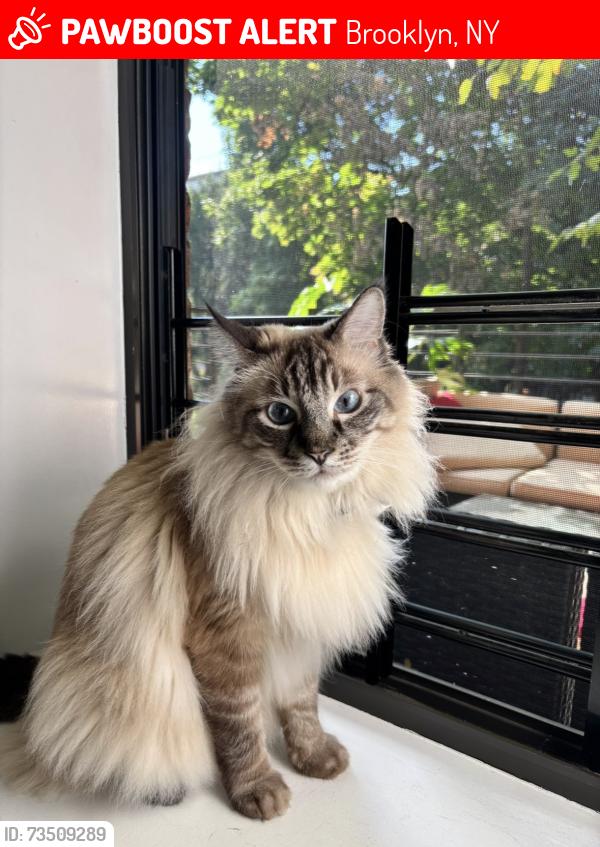 Lost Male Cat last seen Lafayette and Lewis, Brooklyn, NY 11221