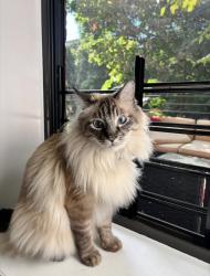 Lost Male Cat last seen Lafayette and Lewis, Brooklyn, NY 11221