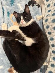 Found/Stray Female Cat last seen Canyon Dr, Hacienda Heights, CA 91745