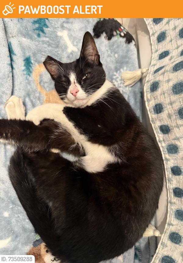 Found/Stray Female Cat last seen Canyon Dr, Hacienda Heights, CA 91745