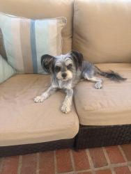 Reunited Male Dog last seen San Mateo & Loma Vista VENTURA CA, Ventura, CA 93004
