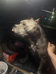 Found/Stray Female Dog last seen Boatclub road, Fort Worth, TX 76135