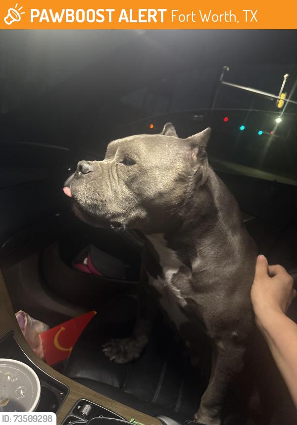 Found/Stray Female Dog last seen Boatclub road, Fort Worth, TX 76135