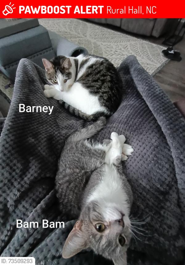 Lost Male Cat last seen Tuttle Road and Priddy Farm Road, Rural Hall, NC 27045