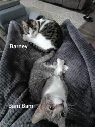 Lost Male Cat last seen Tuttle Road and Priddy Farm Road, Rural Hall, NC 27045