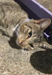 Found/Stray Male Cat last seen Almena & Bryd, River Oaks, TX 76114