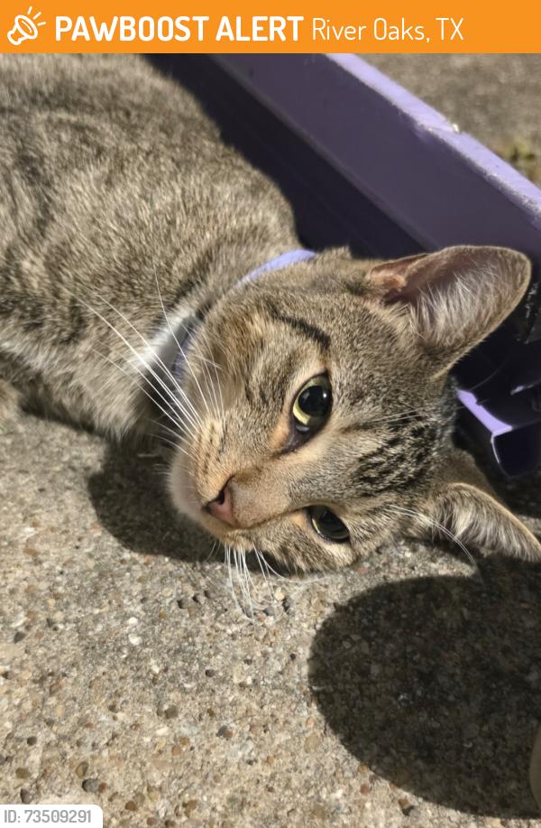 Found/Stray Male Cat last seen Almena & Bryd, River Oaks, TX 76114