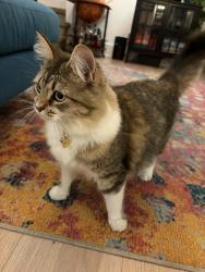 Reunited Female Cat last seen North Avenue 57 & Monte Vista, Los Angeles, CA 90042