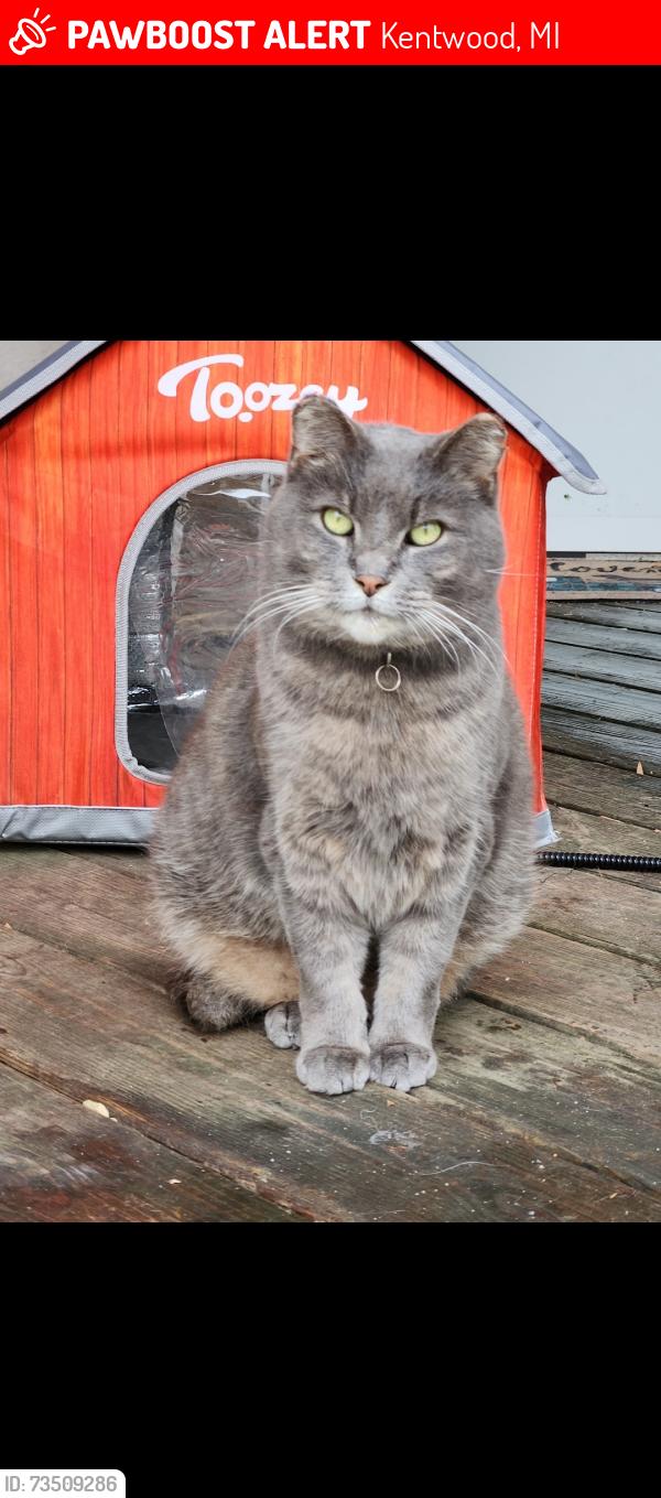 Lost Female Cat last seen Christie and Gentian, Kentwood, MI 49508