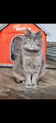 Lost Female Cat last seen Christie and Gentian, Kentwood, MI 49508