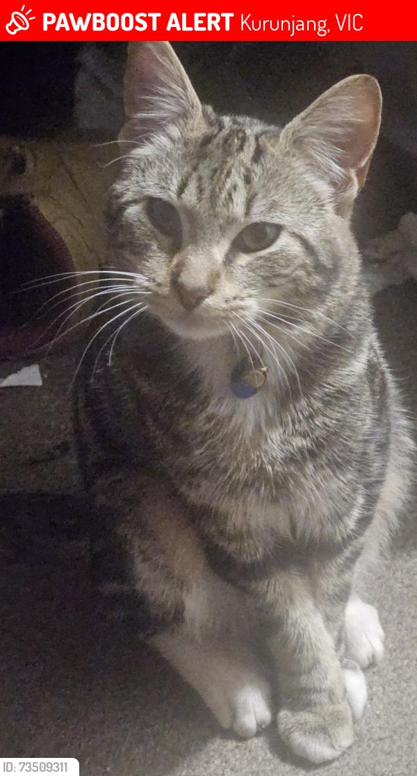 Lost Male Cat last seen Wotan place kurrajong, Kurunjang, VIC 3337