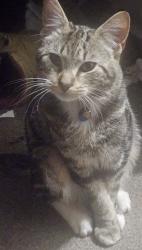Lost Male Cat last seen Wotan place kurrajong, Kurunjang, VIC 3337