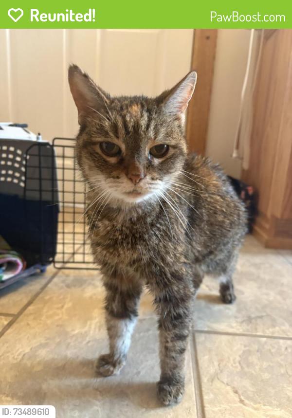 Reunited Female Cat last seen S 13th and Pleasant st, Noblesville, IN 46060