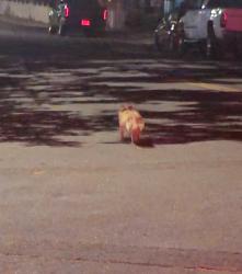 Found/Stray Unknown Dog last seen Perro st, Reno, NV 89502