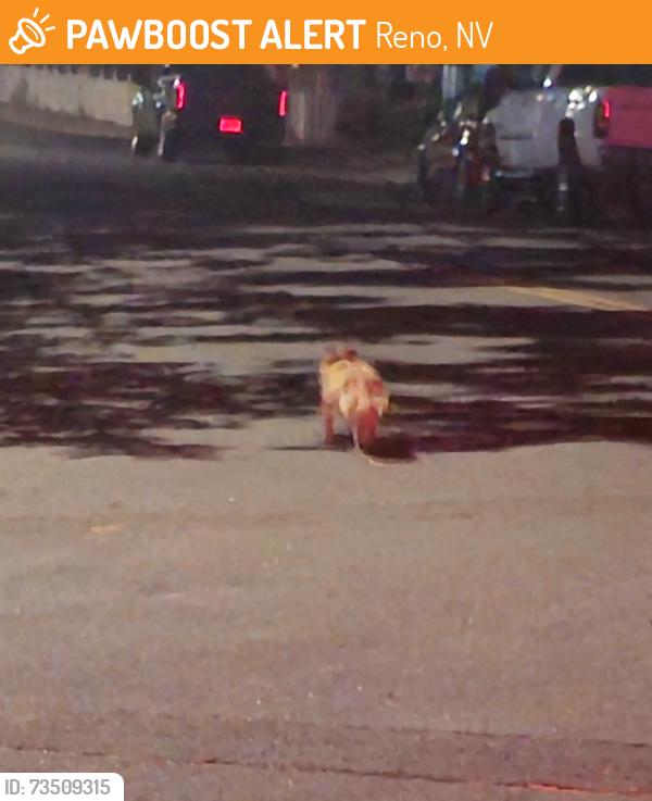 Found/Stray Unknown Dog last seen Perro st, Reno, NV 89502