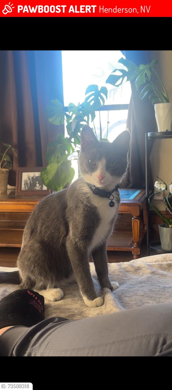 Lost Female Cat last seen Warm springs and racetrack, Henderson, NV 89015