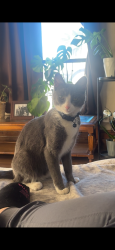 Lost Female Cat last seen Warm springs and racetrack, Henderson, NV 89015