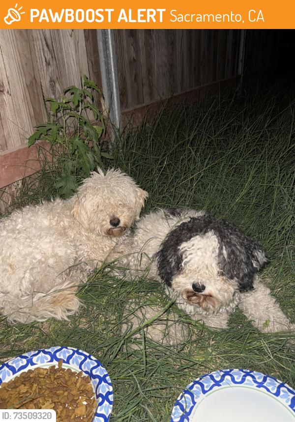 Found/Stray Unknown Dog last seen Bell ave, Sacramento, CA 95838