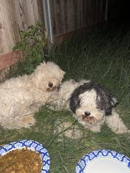 Found/Stray Unknown Dog last seen Bell ave, Sacramento, CA 95838