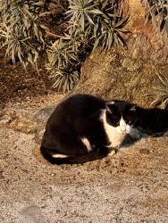 Lost Unknown Cat last seen Duboce park playground, San Francisco, San Francisco, CA 94114