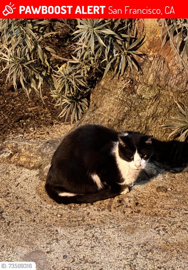 Lost Unknown Cat last seen Duboce park playground, San Francisco, San Francisco, CA 94114