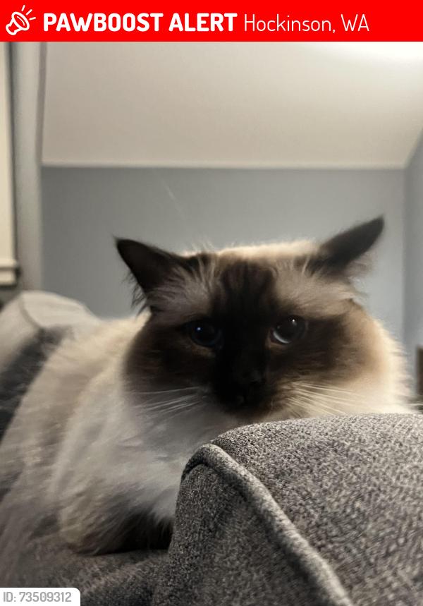 Lost Female Cat last seen Hockinson heights elementary schoool, Hockinson, WA 98606
