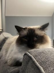 Lost Female Cat last seen Hockinson heights elementary schoool, Hockinson, WA 98606