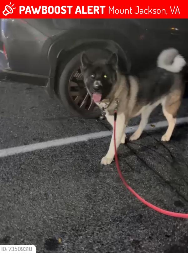 Lost Male Dog last seen Caverns Road Industrial Park Road Turkey Knob Road State Route 833, Mount Jackson, VA 22842