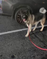 Lost Male Dog last seen Caverns Road Industrial Park Road Turkey Knob Road State Route 833, Mount Jackson, VA 22842