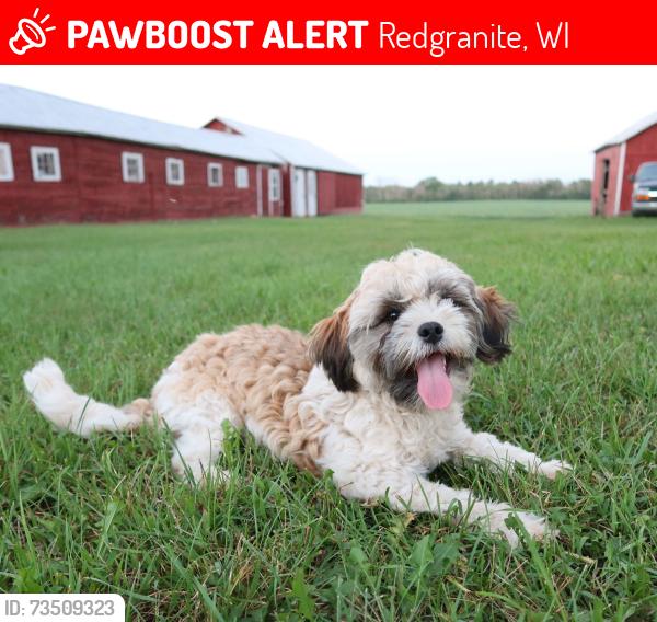 Lost Male Dog last seen near Shrock Rd. off County Rd. F Redgranite, Redgranite, WI 54970