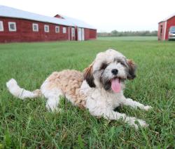 Lost Male Dog last seen near Shrock Rd. off County Rd. F Redgranite, Redgranite, WI 54970