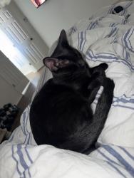 Reunited Male Cat last seen Near Buckeye dr, Mesquite, TX 75181