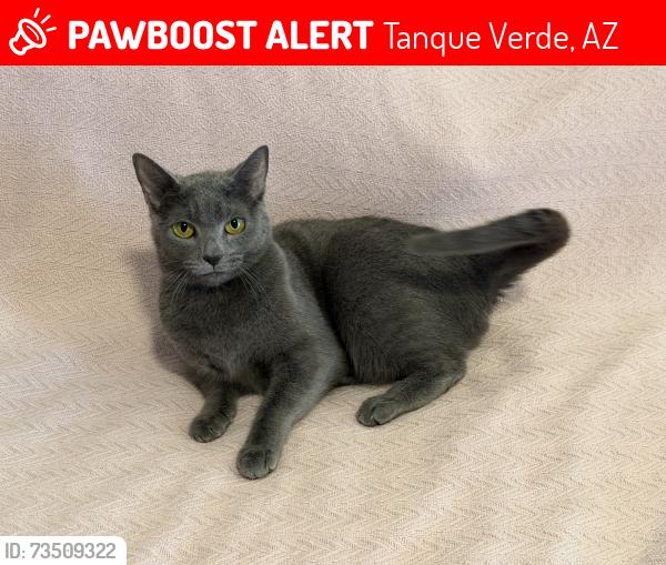 Lost Female Cat last seen E. Prince Rd and N. Melpomene Way, Tanque Verde, AZ 85749