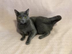 Lost Female Cat last seen E. Prince Rd and N. Melpomene Way, Tanque Verde, AZ 85749