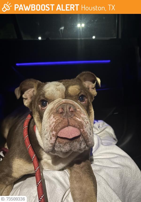 Found/Stray Male Dog last seen El Dorado Blvd, Houston, TX 77546