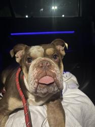 Found/Stray Male Dog last seen El Dorado Blvd, Houston, TX 77546