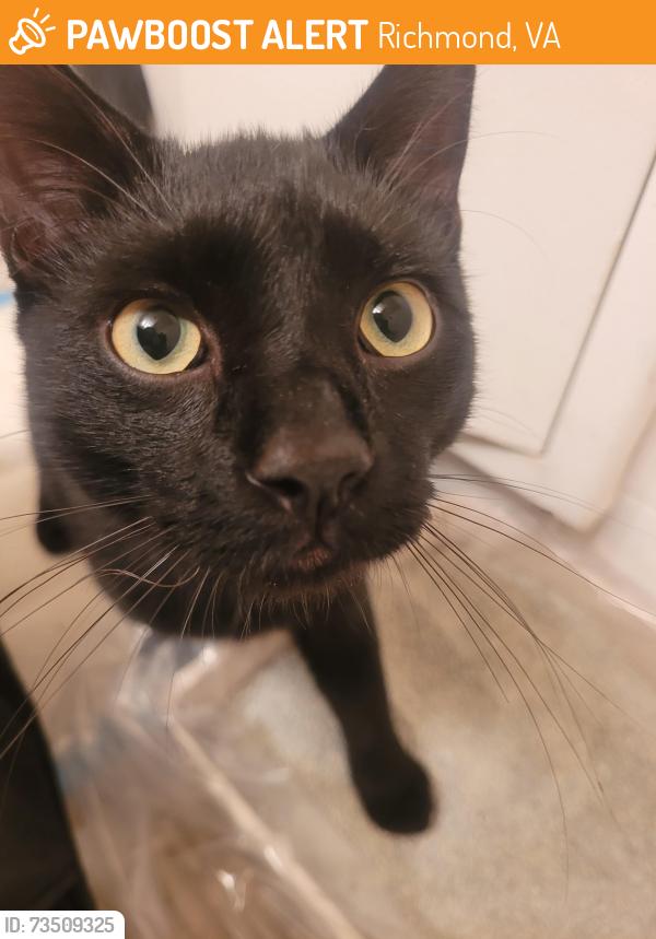 Found/Stray Male Cat last seen Three chopt rd and Eastridge Rd, Richmond, VA 23226