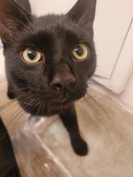 Found/Stray Male Cat last seen Three chopt rd and Eastridge Rd, Richmond, VA 23226