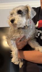 Lost Male Dog last seen Brazoria county fair, Angleton, TX 77515