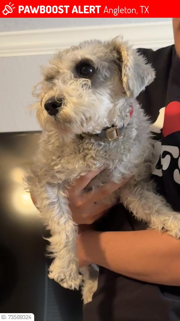 Lost Male Dog last seen Brazoria county fair, Angleton, TX 77515