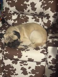Lost Male Dog last seen Greenwell Drive, Knoxville, TN 37918