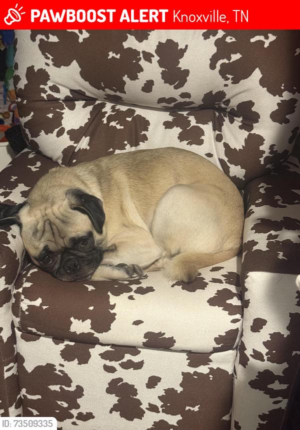 Lost Male Dog last seen Greenwell Drive, Knoxville, TN 37918